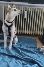 IDELE, Hund, Mischlingshund in Reutlingen - Bild 3