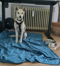 IDELE, Hund, Mischlingshund in Reutlingen - Bild 4