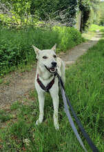 IDELE, Hund, Mischlingshund in Reutlingen - Bild 5