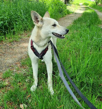 IDELE, Hund, Mischlingshund in Reutlingen - Bild 7