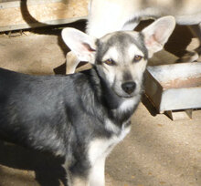 ILINDA, Hund, Mischlingshund in Bulgarien - Bild 1