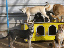 ILINDA, Hund, Mischlingshund in Bulgarien - Bild 11