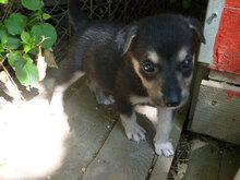 ILINDA, Hund, Mischlingshund in Bulgarien - Bild 14