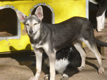 ILINDA, Hund, Mischlingshund in Bulgarien - Bild 2