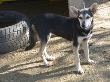 ILINDA, Hund, Mischlingshund in Bulgarien - Bild 3