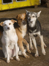 ILINDA, Hund, Mischlingshund in Bulgarien - Bild 4