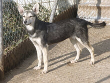 ILINDA, Hund, Mischlingshund in Bulgarien - Bild 6