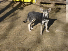 ILINDA, Hund, Mischlingshund in Bulgarien - Bild 9