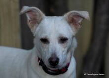 LANA, Hund, Jagdhund in Hanau-Großauheim - Bild 2