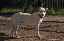 LANA, Hund, Jagdhund in Hanau-Großauheim - Bild 3