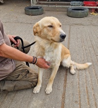 MISI, Hund, Labrador-Mix in Ungarn - Bild 3