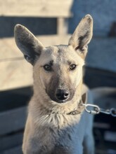 DASHA, Hund, Deutscher Schäferhund-Mix in Berlin