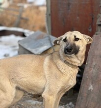 DASHA, Hund, Deutscher Schäferhund-Mix in Berlin - Bild 2