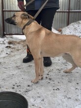 DASHA, Hund, Deutscher Schäferhund-Mix in Berlin - Bild 3