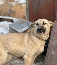 DASHA, Hund, Mischlingshund in Berlin
