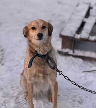 LASKA, Hund, Mischlingshund in Berlin