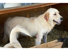 RIKKI, Hund, Mischlingshund in Rumänien - Bild 2