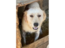 RIKKI, Hund, Mischlingshund in Rumänien - Bild 4
