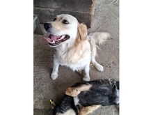 RIKKI, Hund, Mischlingshund in Rumänien - Bild 6