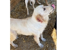 RIKKI, Hund, Mischlingshund in Rumänien - Bild 7