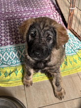 TIFFANY, Hund, Mischlingshund in Kroatien