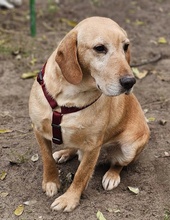 ASMUS, Hund, Labrador-Mix in Ungarn - Bild 2