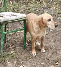 ASMUS, Hund, Labrador-Mix in Ungarn - Bild 4