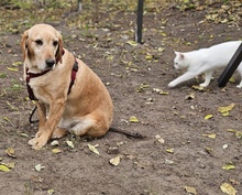 ASMUS, Hund, Labrador-Mix in Ungarn - Bild 6