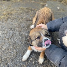 MERLIN, Hund, Mischlingshund in Rumänien - Bild 2