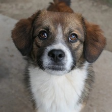 MERLIN, Hund, Mischlingshund in Rumänien - Bild 5