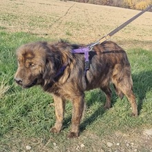 ULLA, Hund, Mischlingshund in Barver - Bild 2