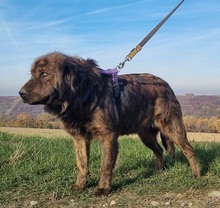 ULLA, Hund, Mischlingshund in Barver - Bild 4