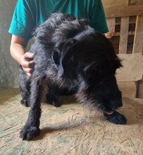 BENJI, Hund, Schnauzer-Mix in Ungarn - Bild 3