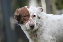 ENYA, Hund, Border Collie-Mix in Wuppertal - Bild 1