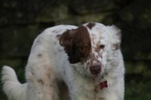 ENYA, Hund, Border Collie-Mix in Wuppertal - Bild 10