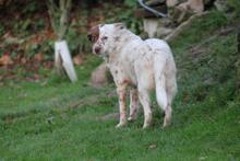 ENYA, Hund, Border Collie-Mix in Wuppertal - Bild 2