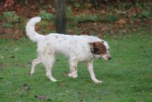 ENYA, Hund, Border Collie-Mix in Wuppertal - Bild 3