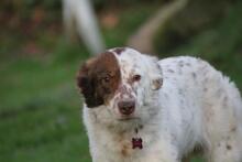 ENYA, Hund, Border Collie-Mix in Wuppertal - Bild 4