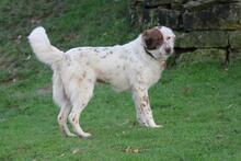 ENYA, Hund, Border Collie-Mix in Wuppertal - Bild 5