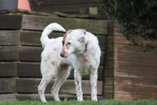 ENYA, Hund, Border Collie-Mix in Wuppertal - Bild 6