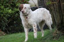 ENYA, Hund, Border Collie-Mix in Wuppertal - Bild 7