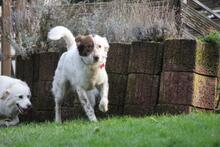 ENYA, Hund, Border Collie-Mix in Wuppertal - Bild 8