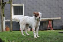 ENYA, Hund, Border Collie-Mix in Wuppertal - Bild 9