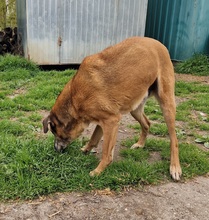 CSOKI, Hund, Rhodesian Ridgeback-Mix in Ungarn - Bild 10