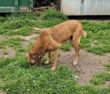 CSOKI, Hund, Rhodesian Ridgeback-Mix in Ungarn - Bild 11
