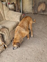 CSOKI, Hund, Rhodesian Ridgeback-Mix in Ungarn - Bild 12