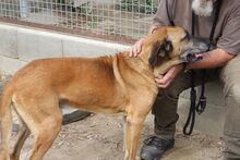 CSOKI, Hund, Rhodesian Ridgeback-Mix in Ungarn - Bild 4