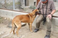 CSOKI, Hund, Rhodesian Ridgeback-Mix in Ungarn - Bild 5