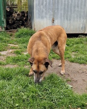 CSOKI, Hund, Rhodesian Ridgeback-Mix in Ungarn - Bild 9