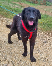 NORBERT, Hund, Mischlingshund in Lauenau
